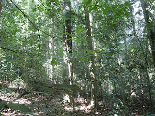 Leaf litter covered forest floor