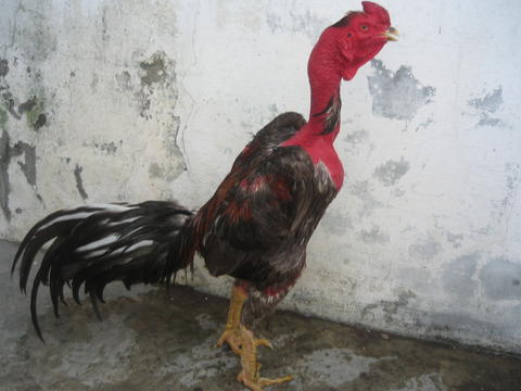 87 Gambar Ayam Vietnam Aduan Kekinian 87 Gambar Ayam Vietnam Aduan Kekinian