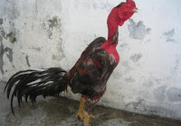 63 Gambar Ayam Wiring Galih Asli HD 63 Gambar Ayam Wiring Galih Asli HD