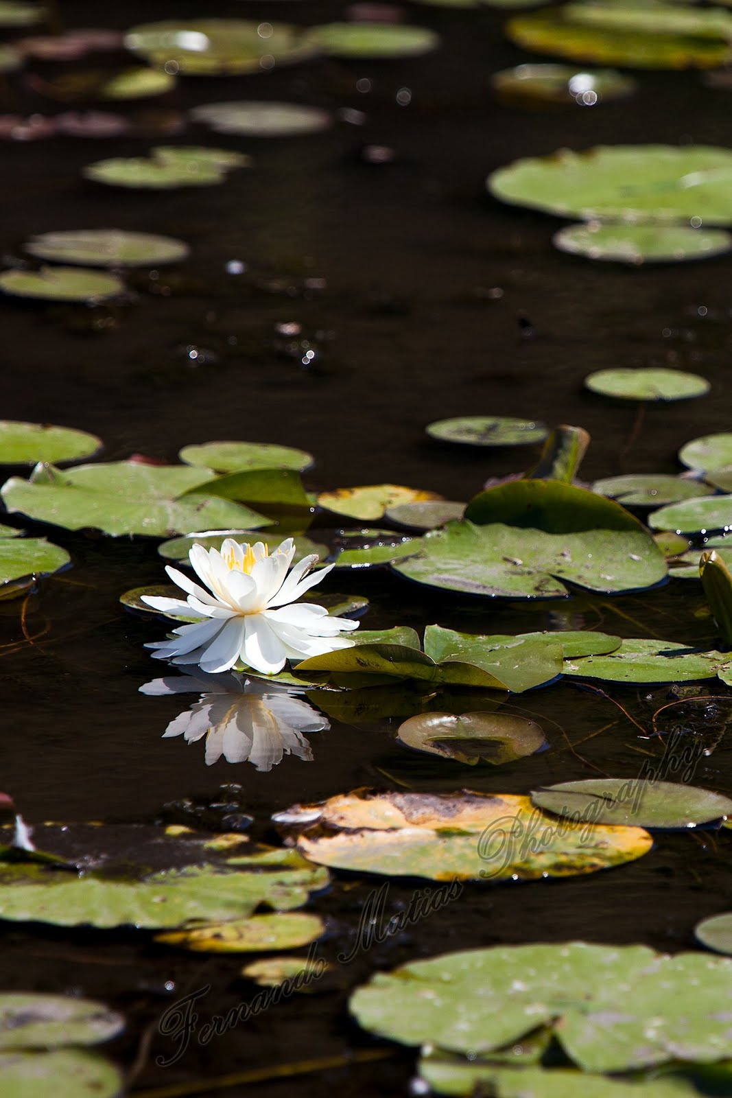 Fernando Matias Photography Ottawa Ontario Ottawa Wedding