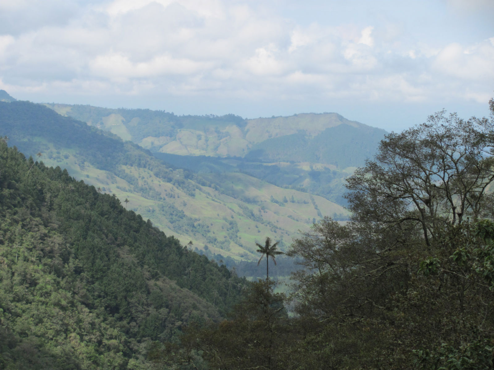 SALENTO, SENDEROS Y PAISAJES GALERIA FLORA Y FAUNA RUTA FINCA EL BOSQUE
