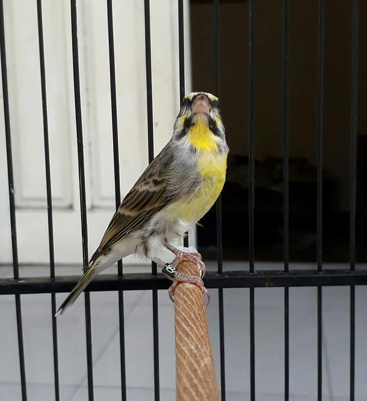 Harga Burung Mozambik Betina ID.Lif.co.id