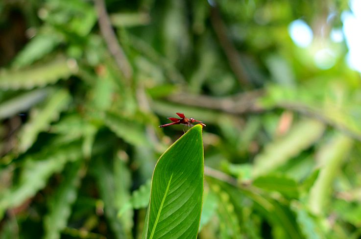 Legian beach hotel, tropical garden, Bali, Indonesia