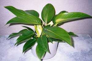 Philodendron Indahnya  Bunga  Cinta Tanaman  Hias  dan 