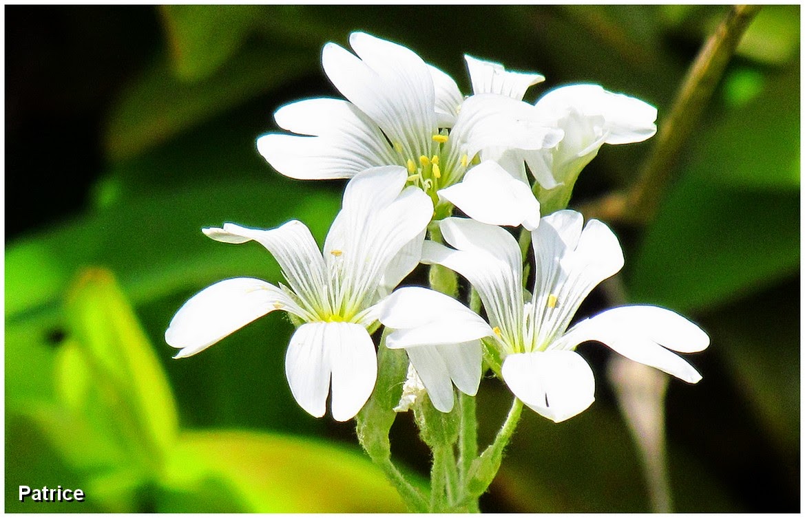 Blog Photos de Patrice Fleurs d�Eybens et d�ailleurs.