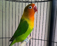 Di Lihat Dari Bentuk Tubuh Burung Di Lihat Dari Bentuk Tubuh Burung