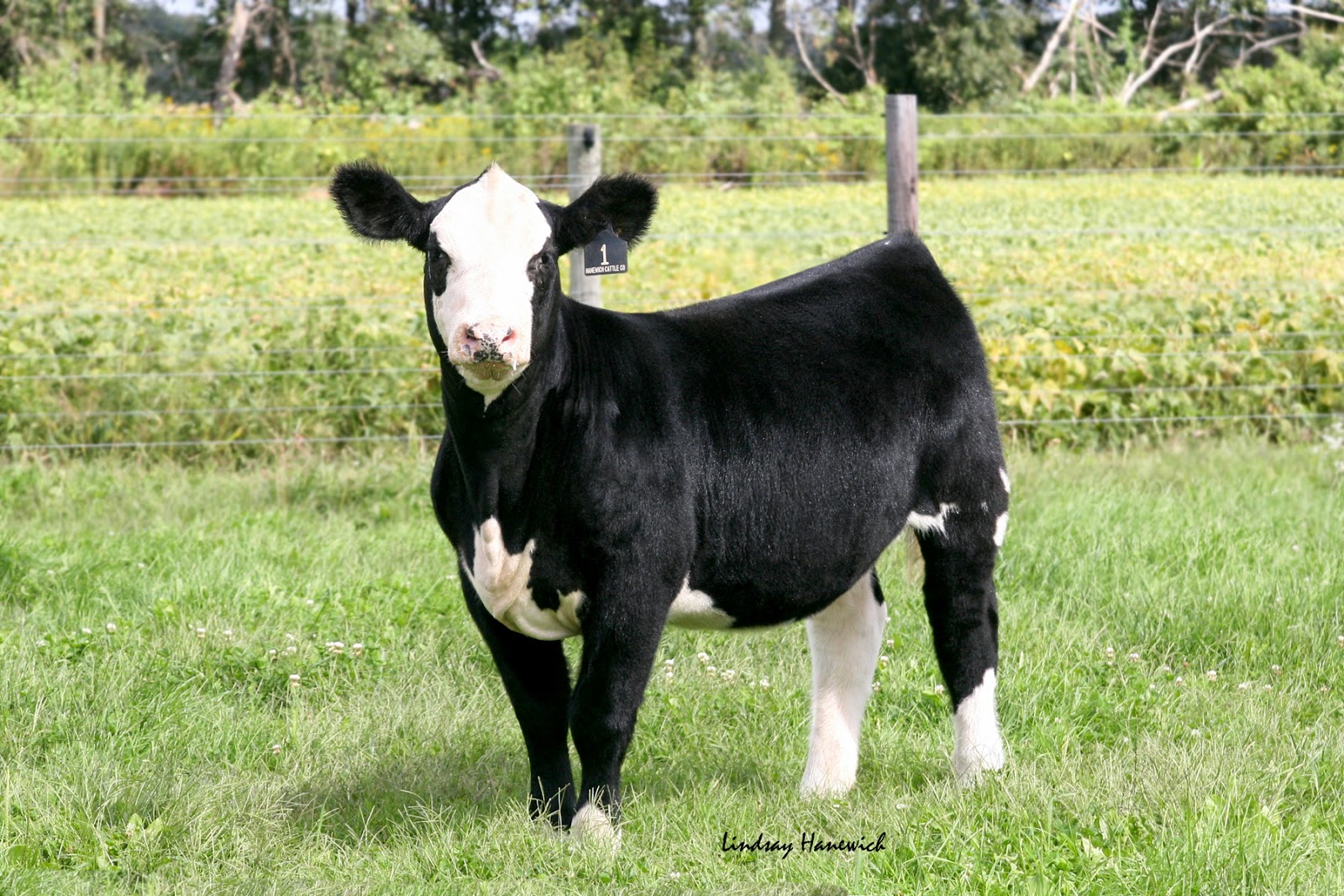 Hanewich Cattle Co. Sold Cattle