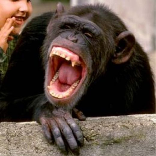 Gambar Monyet Lucu Gokil Kocak