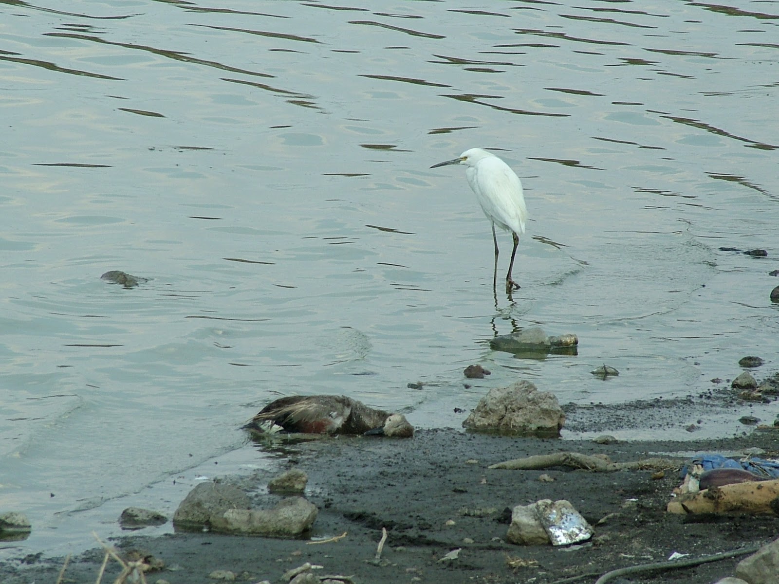 Cronista de Zumpango Mueren patos en