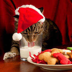 christmas cat cats ipad pets wallpapers santa cookies wallpapersafari kitty dog holiday bloglander eating friday edition