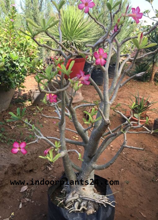 🤷GREEN🤷 Indoor Plants Names And Pictures Images & Photos 2017 Indoor