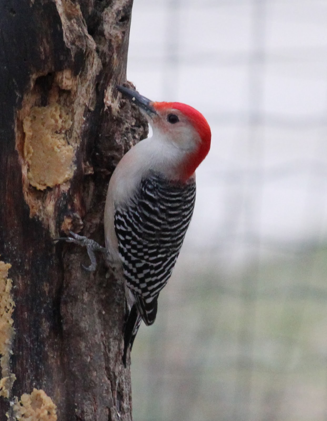 One Bird A Day: Day 53: Red-bellied Woodpecker