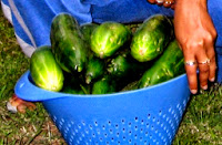 Lebanese Cucumbers