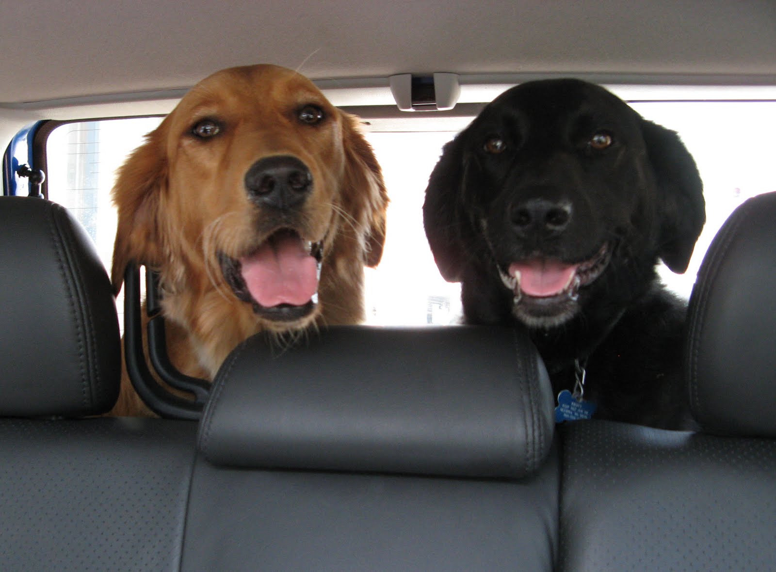 Two smiling dogs at the back of a car