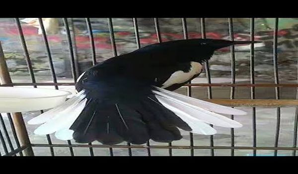 burung kacer buka ekor
