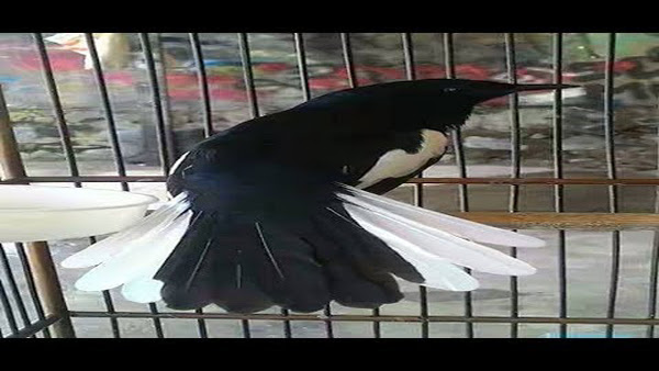 Penyebab Burung Kacer Tidak Mau Buka Ekor Saat Lomba
