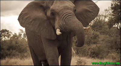 Turista morre apos ser atacado por elefante