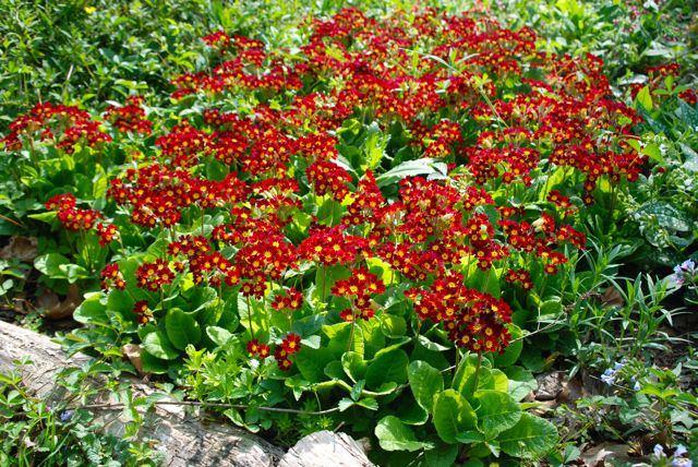 Here is a very large stand of red heritage primrose, Primula x polyantha 'Old Brick Reds'.