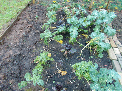 Last year's brassica bed containing over wintering broccoli and kale The 80 Minute Allotment Green Fingered Blog