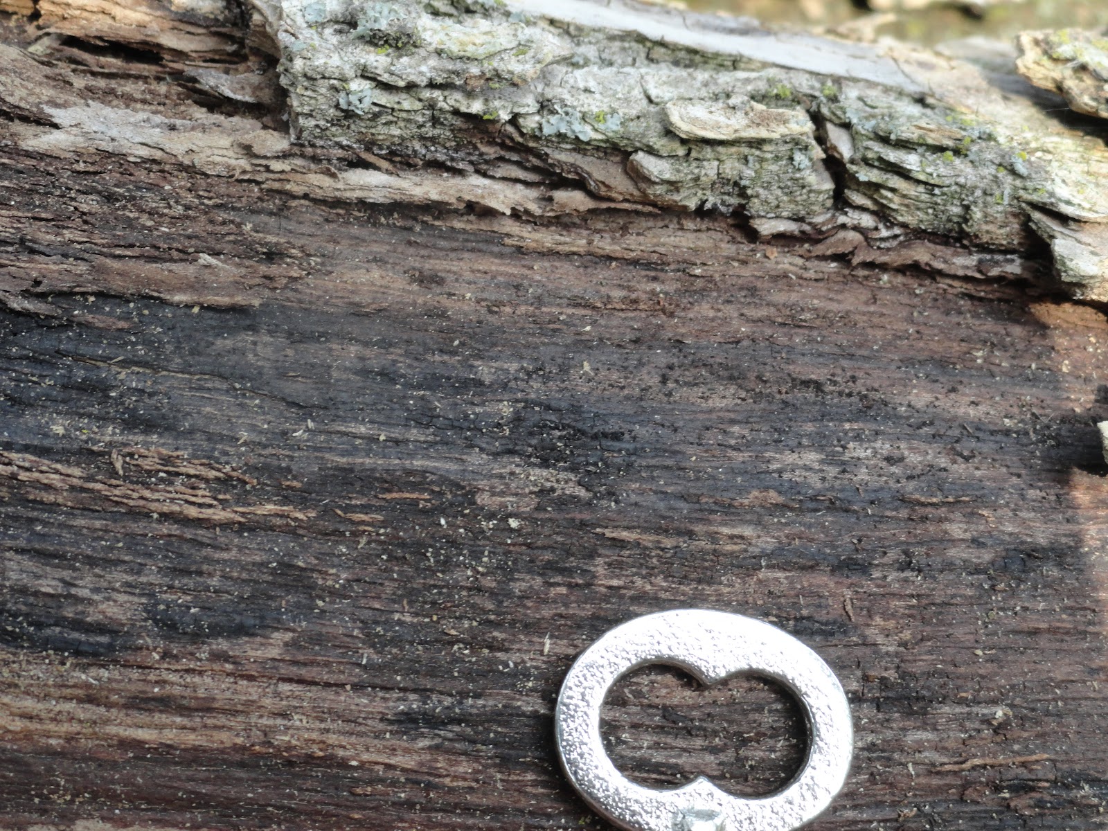 AP Bio Blog 2012 Cambium