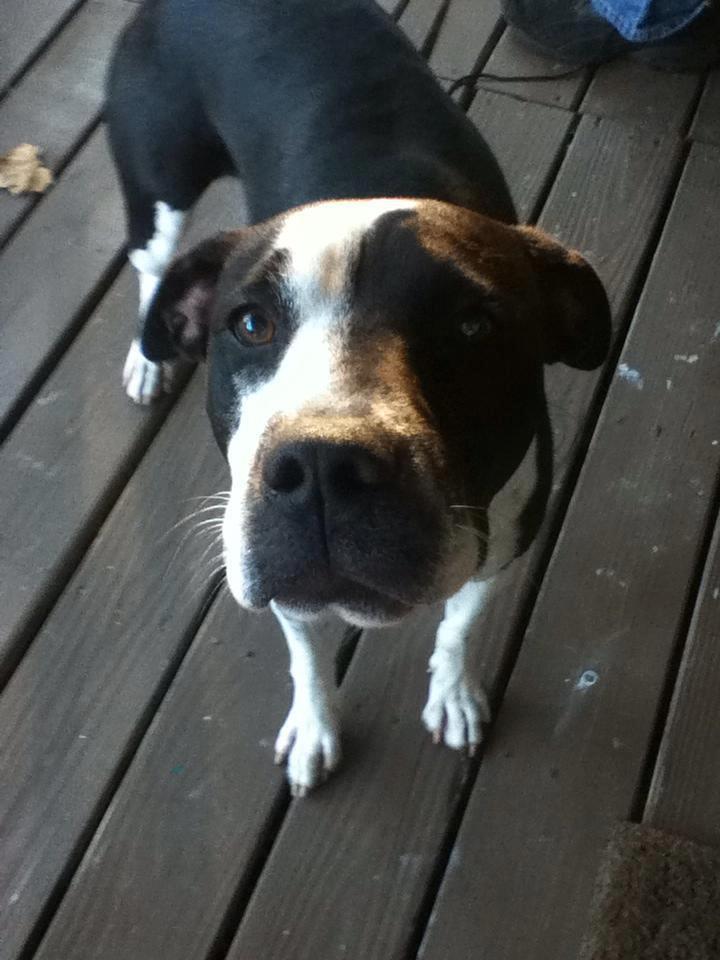 Missing Small Dog Alert FL, Jacksonville Found