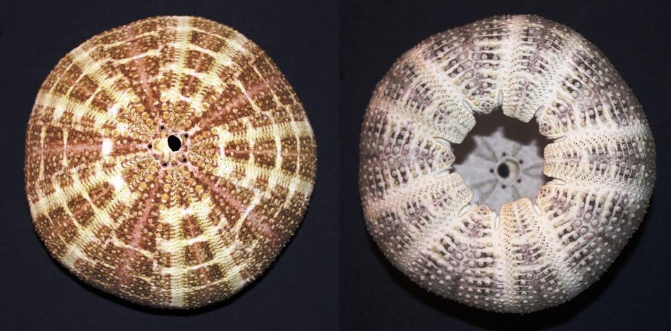 Icre de crap Popesti Leordeni Expert Factor Foods Srl