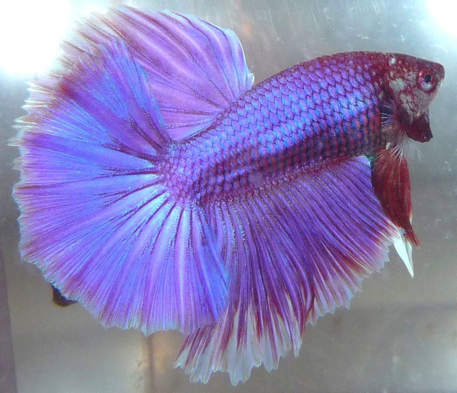 Фиолетовая рыба красивые фото и картинки