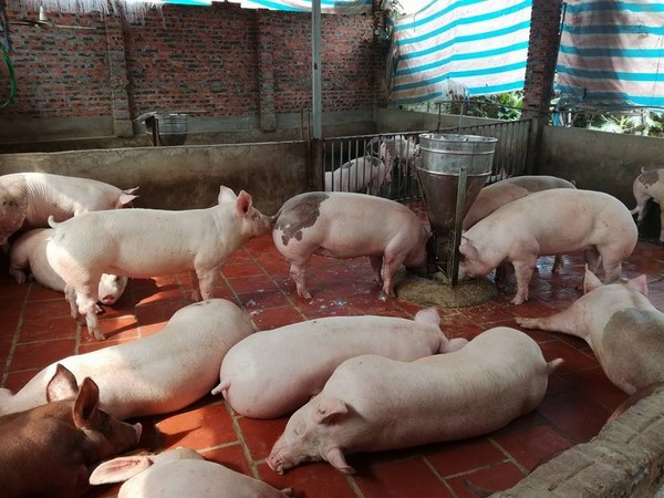 Giá heo (lợn) hơi hôm nay 7/2: Giá heo hơi miền Bắc hôm nay chững lại Giá heo (lợn) hơi hôm nay 7/2: Giá heo hơi miền Bắc hôm nay chững lại