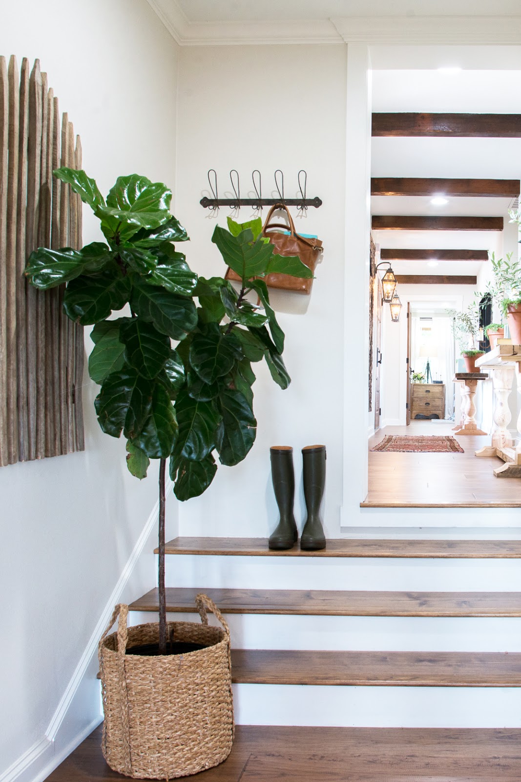 Fort Field Potting A Fiddleleaf Fig In Basket Studio Mcgee