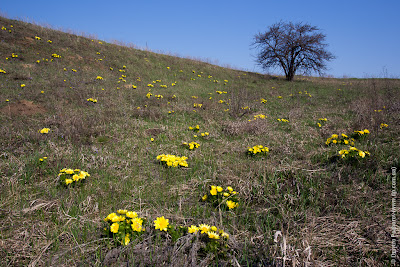 Адонис весенний (Adonis vernalis)