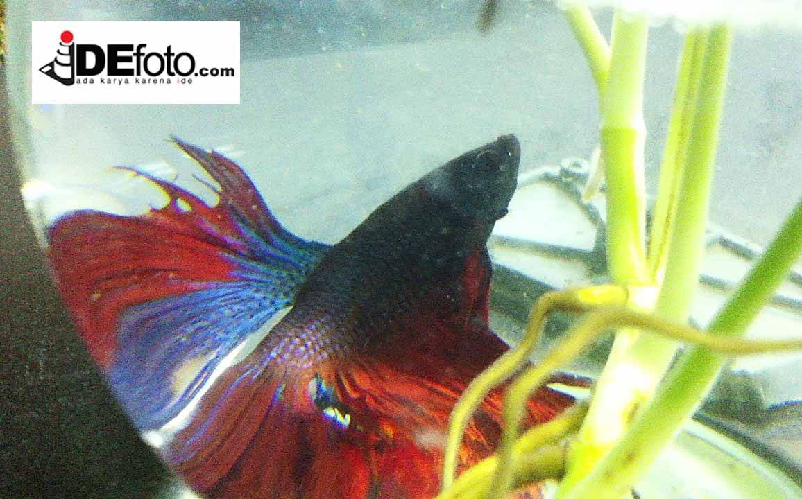 berita tentang binatang berita tentang binatang