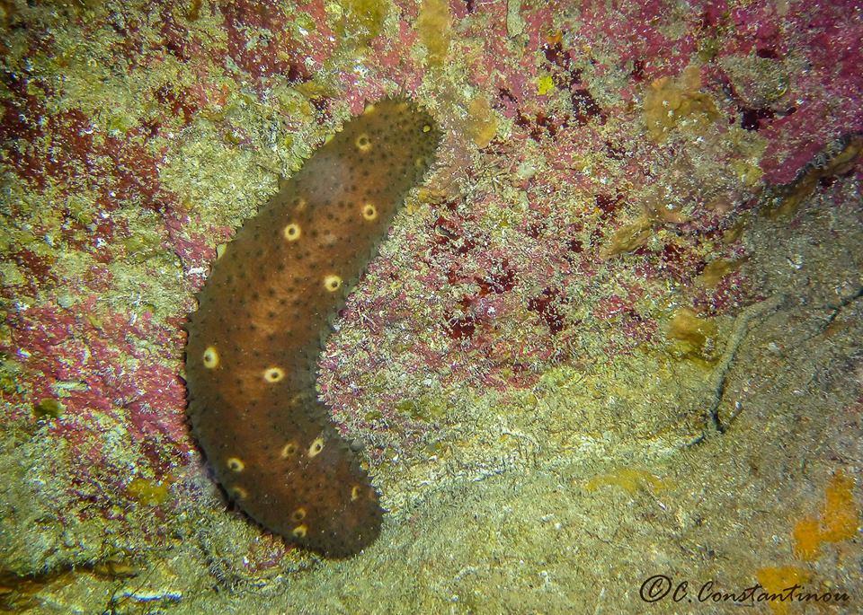 Biodiversity of Cyprus by NGO Protection of the Natural Heritage and