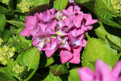 Ein Haus für uns: Einrichtungs-, Garten- und Baublog!