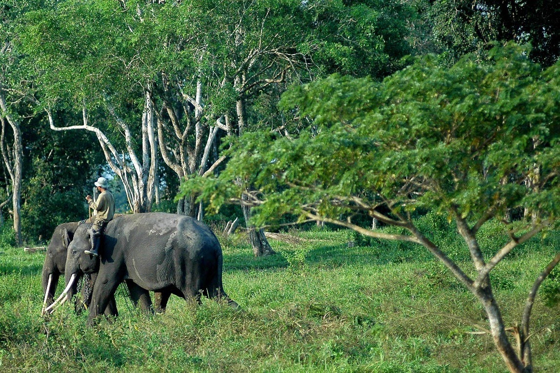 Artikel Kumpulan Tugas Sekolah Flora dan Fauna Langka  di 