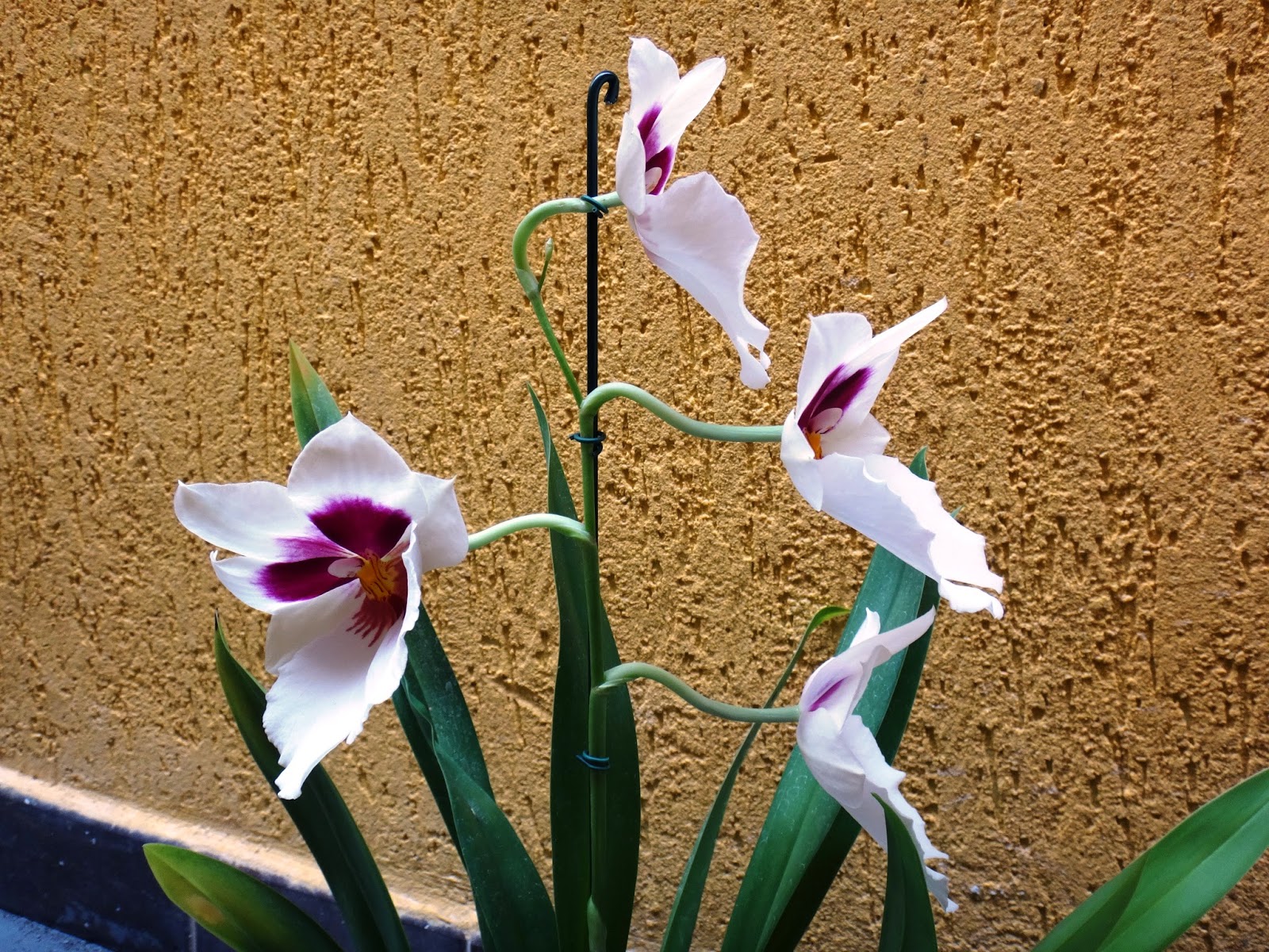 Uma flor por dia: Orquídea amor-perfeito