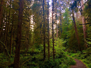 The sun throughout the trees in the Hoh Rainforest