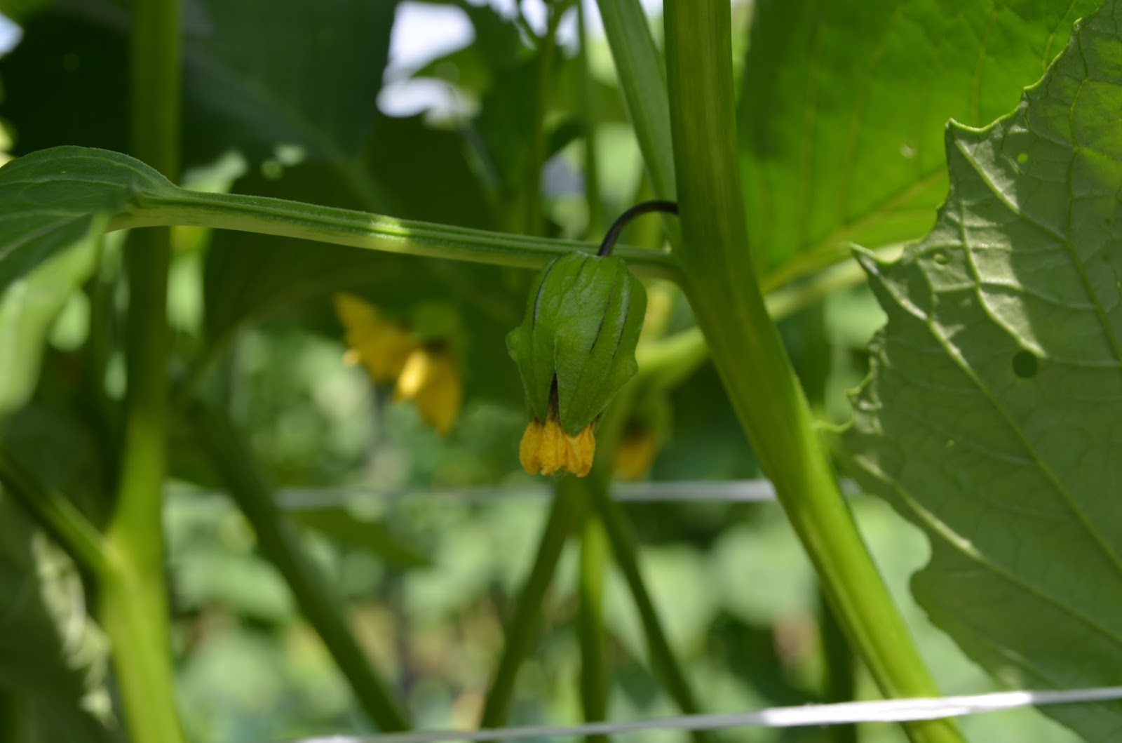 Harmony Valley Farm Vegetable Feature Tomatillos