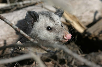 Animal (Rat) https://pixabay.com/p-387202/?no_redirect