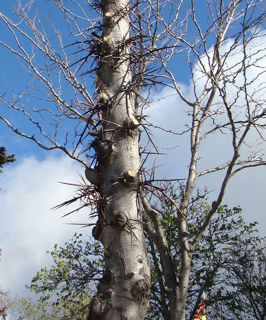 Acacia de tres espinas (Gleditsia triacanthos L.).