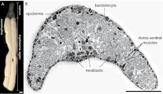 MicroBichos: El mejor amigo de Paracatenula galateia es una bacteria
