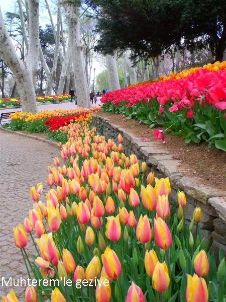 tulip time in Istanbul