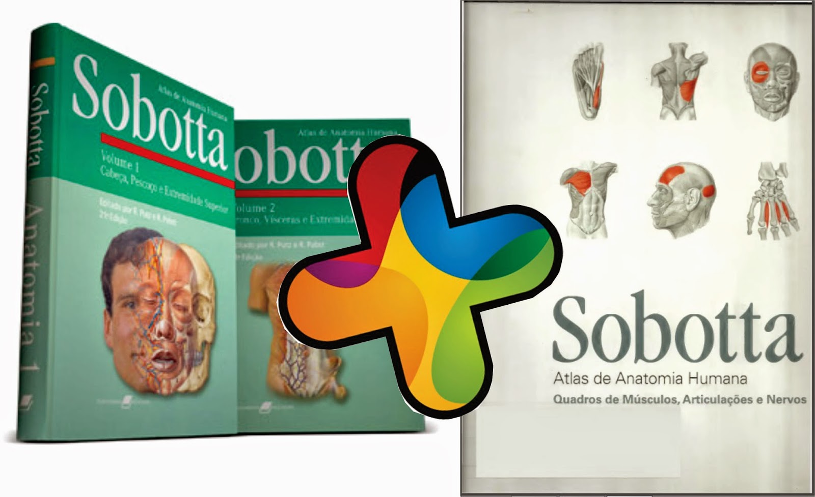 BAIXAR LIVRO DE ANATOMIA DO SOBOTTA - zeldagames.info