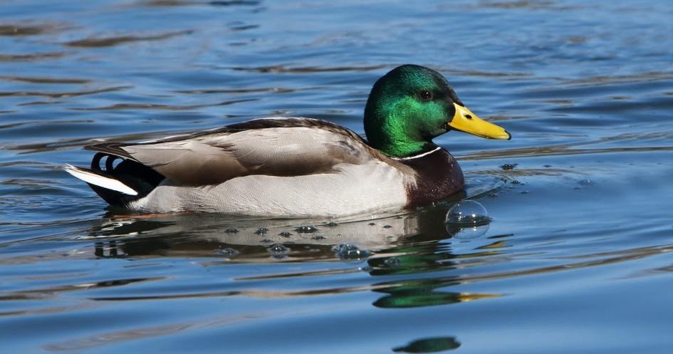 About Animal Mallard Duck - Animals Point | DaddyFile