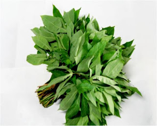 Image result for daun singkong muda