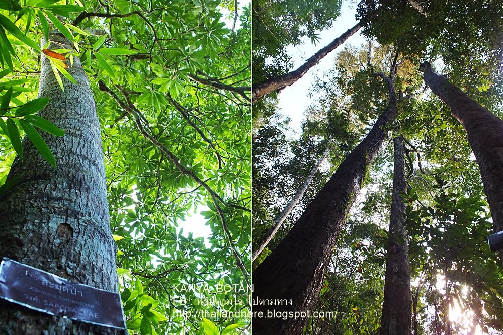 Thailand here ทริปตามใจ ไปตามทาง: ต้นกระบากใหญ่ จังหวัดตาก Krabak Yai ...