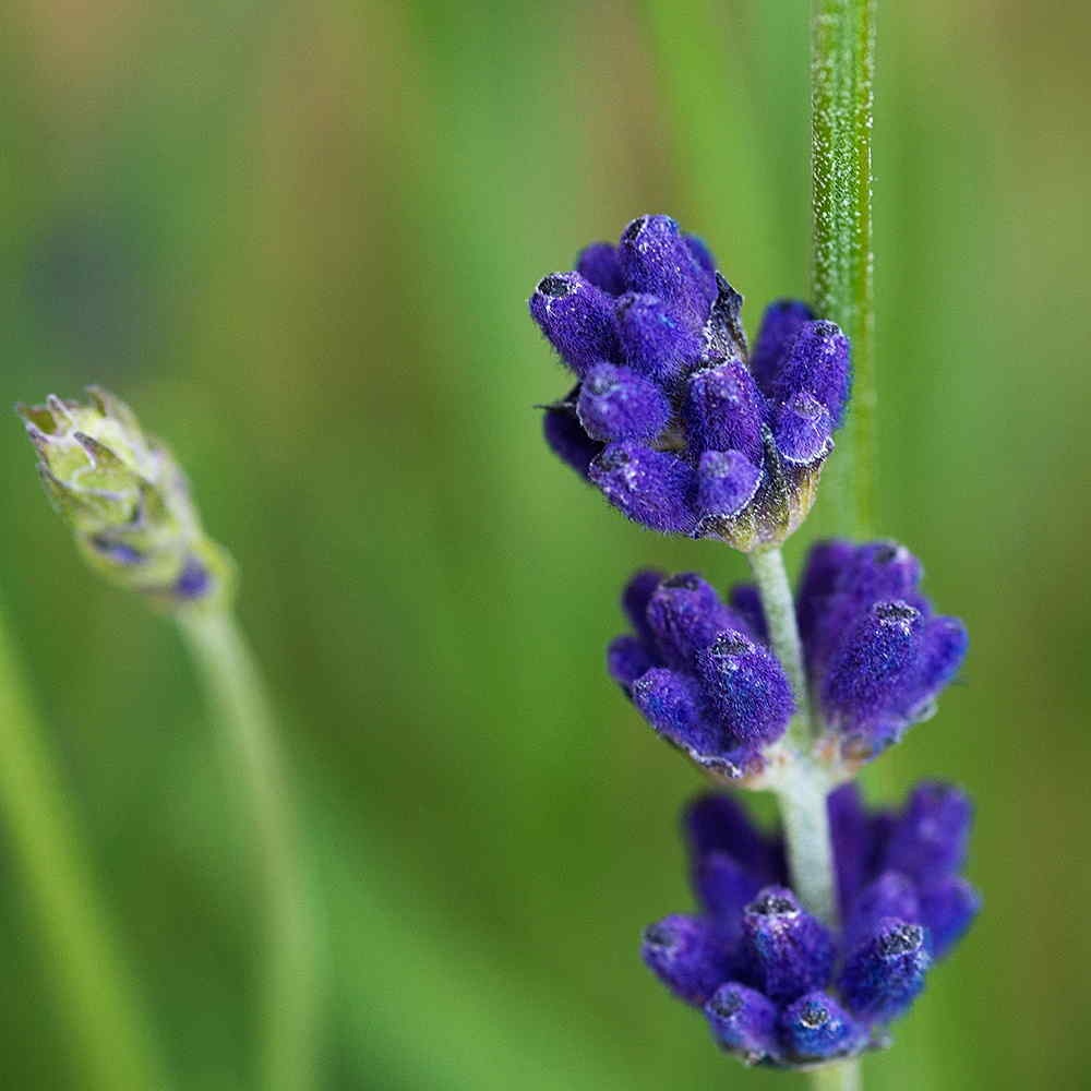 Gambar Bunga Lavender  Yang Sangat Indah Kumpulan Gambar