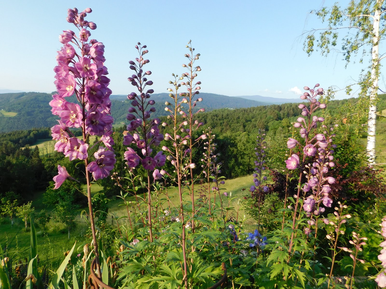 Der Garten im Juni&hellip;