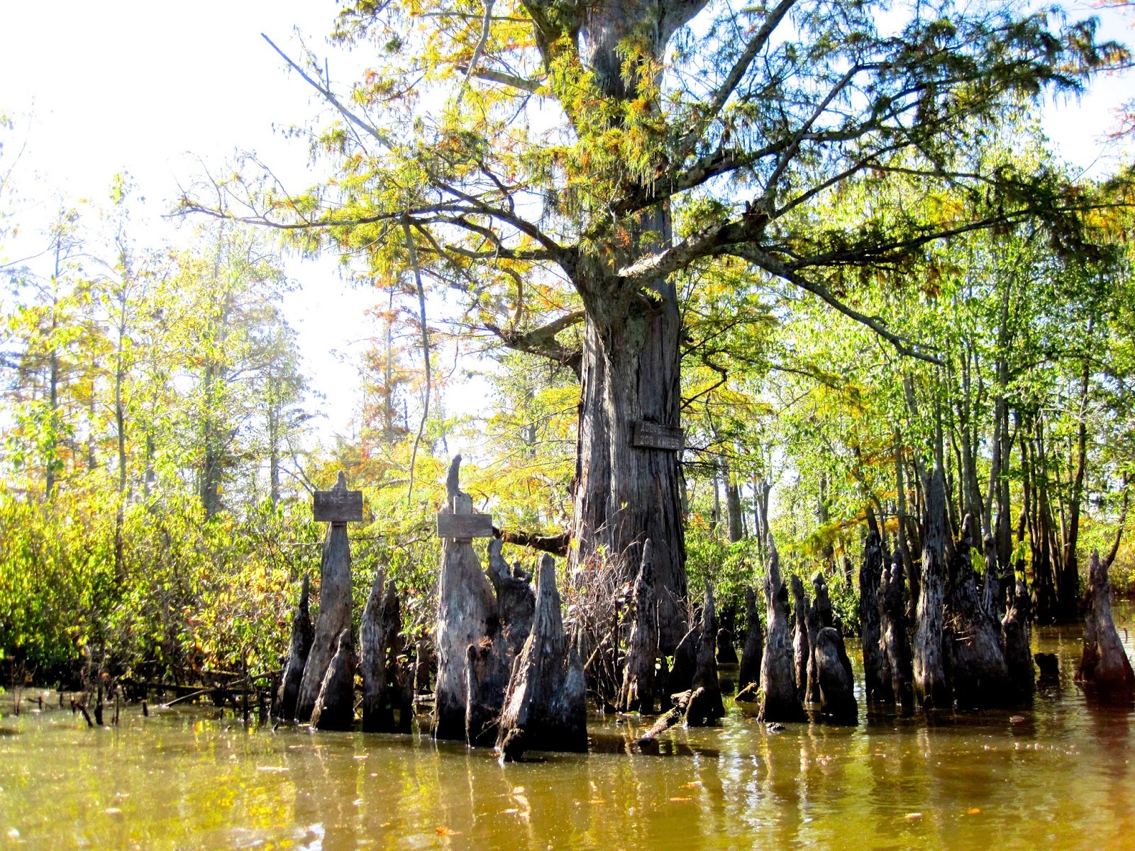 Chuck's Adventures Paddling Cache River State Natural Area Illinois' Cypress & Tupelo Swamp