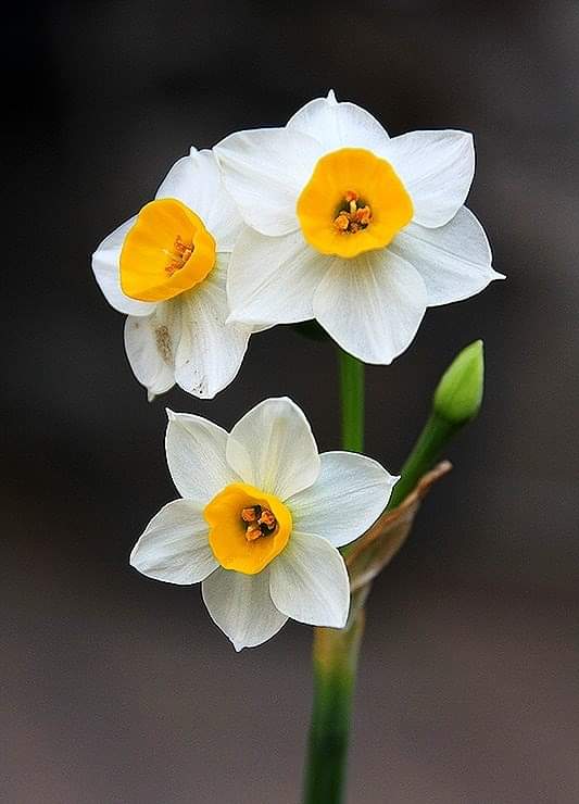 CHINAR SHADE NARCISSUS OR NARGIS OR YEMBERZAL FLOWER AND POET JIGAR