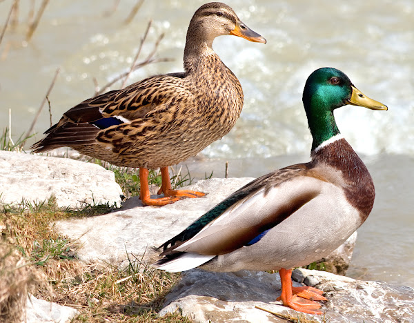 how to differentiate male and female ducks, differences between male and female ducks, male vs female ducks